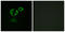 Transforming Acidic Coiled-Coil Containing Protein 3 antibody, LS-C120496, Lifespan Biosciences, Immunofluorescence image 