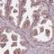 Transmembrane Channel Like 6 antibody, NBP2-13438, Novus Biologicals, Immunohistochemistry frozen image 