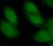 Heterogeneous Nuclear Ribonucleoprotein A3 antibody, FNab03948, FineTest, Immunofluorescence image 