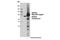 Ubiquilin 2 antibody, 85509S, Cell Signaling Technology, Western Blot image 