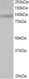 Mitogen-Activated Protein Kinase Kinase Kinase Kinase 1 antibody, LS-B6447, Lifespan Biosciences, Western Blot image 