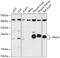 Phosphomevalonate Kinase antibody, 15-238, ProSci, Western Blot image 