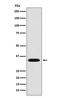 Methyl-CpG Binding Domain Protein 3 antibody, M02571-1, Boster Biological Technology, Western Blot image 