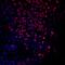 T antibody, PA5-46984, Invitrogen Antibodies, Immunocytochemistry image 