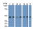 Actin Alpha Cardiac Muscle 1 antibody, LS-C663523, Lifespan Biosciences, Western Blot image 