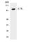 Leukocyte Receptor Tyrosine Kinase antibody, LS-B14679, Lifespan Biosciences, Western Blot image 