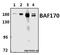 SWI/SNF Related, Matrix Associated, Actin Dependent Regulator Of Chromatin Subfamily C Member 2 antibody, GTX66659, GeneTex, Western Blot image 