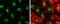 Transcription Factor 7 Like 2 antibody, GTX116056, GeneTex, Immunofluorescence image 