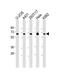 Ribosomal L1 Domain Containing 1 antibody, M07282, Boster Biological Technology, Western Blot image 