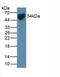 Solute Carrier Family 2 Member 1 antibody, LS-C716558, Lifespan Biosciences, Western Blot image 