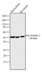 Arrestin Beta 2 antibody, PA1-732, Invitrogen Antibodies, Western Blot image 