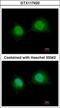 General Transcription Factor IIA Subunit 1 antibody, GTX117420, GeneTex, Immunocytochemistry image 