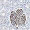 Mediator Complex Subunit 22 antibody, HPA020391, Atlas Antibodies, Immunohistochemistry frozen image 