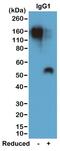 IgG1 antibody, NBP2-62006, Novus Biologicals, Western Blot image 