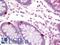 Bone Morphogenetic Protein 2 antibody, LS-B12549, Lifespan Biosciences, Immunohistochemistry paraffin image 