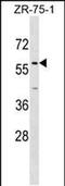 Zinc Finger Protein 10 antibody, PA5-48868, Invitrogen Antibodies, Western Blot image 