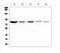 NADPH oxidase 5 antibody, A03090, Boster Biological Technology, Western Blot image 