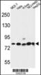 Gephyrin antibody, MBS9202611, MyBioSource, Western Blot image 