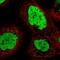 Testis Expressed 2 antibody, NBP2-55394, Novus Biologicals, Immunofluorescence image 