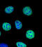 RNA Polymerase II Subunit A antibody, 920203, BioLegend, Immunofluorescence image 