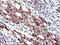 Mismatch repair endonuclease PMS2 antibody, LS-C338148, Lifespan Biosciences, Immunohistochemistry frozen image 