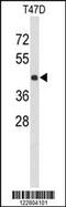 Potassium Channel Tetramerization Domain Containing 12 antibody, MBS9201685, MyBioSource, Western Blot image 