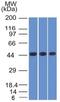 Napsin A Aspartic Peptidase antibody, GTX34887, GeneTex, Western Blot image 