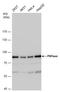 Polyribonucleotide Nucleotidyltransferase 1 antibody, PA5-22397, Invitrogen Antibodies, Western Blot image 