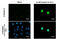 H2A Histone Family Member X antibody, GTX636713, GeneTex, Immunocytochemistry image 