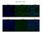 HIC ZBTB Transcriptional Repressor 2 antibody, PA5-40430, Invitrogen Antibodies, Immunofluorescence image 