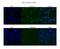 HIC ZBTB Transcriptional Repressor 2 antibody, PA5-40430, Invitrogen Antibodies, Immunofluorescence image 