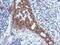 Interleukin 1 Receptor Accessory Protein antibody, PA5-28051, Invitrogen Antibodies, Immunohistochemistry paraffin image 