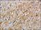 Chondroitin Sulfate Proteoglycan 4 antibody, NB100-2688, Novus Biologicals, Immunohistochemistry paraffin image 