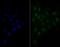 G Protein Nucleolar 3 antibody, NBP2-76853, Novus Biologicals, Immunocytochemistry image 