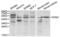 Endothelin 3 antibody, abx000972, Abbexa, Western Blot image 