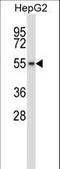 WEE1 Homolog 2 antibody, LS-C164599, Lifespan Biosciences, Western Blot image 