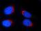 Transmembrane Protein 165 antibody, 20485-1-AP, Proteintech Group, Immunofluorescence image 