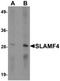 CD244 Molecule antibody, TA319935, Origene, Western Blot image 