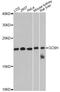 Glycine Cleavage System Protein H antibody, A13695, ABclonal Technology, Western Blot image 