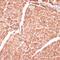 Desmin antibody, 13-828, ProSci, Immunohistochemistry frozen image 