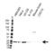 Ubiquitin Conjugating Enzyme E2 K antibody, VPA00206, Bio-Rad (formerly AbD Serotec) , Western Blot image 