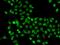 Actin Like 6B antibody, GTX65855, GeneTex, Immunofluorescence image 