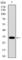 GATA Binding Protein 6 antibody, abx015871, Abbexa, Western Blot image 