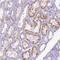 Coiled-coil domain-containing protein 106 antibody, NBP2-30542, Novus Biologicals, Immunohistochemistry frozen image 