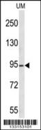 Lysine Acetyltransferase 2A antibody, 56-846, ProSci, Western Blot image 