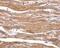 Beta-Secretase 2 antibody, PA1-30765, Invitrogen Antibodies, Immunohistochemistry paraffin image 