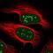 Vestigial Like Family Member 4 antibody, NBP1-81543, Novus Biologicals, Immunocytochemistry image 