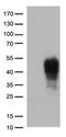 TNF Receptor Superfamily Member 9 antibody, TA813097, Origene, Western Blot image 