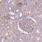 Apolipoprotein C4 antibody, PA5-64049, Invitrogen Antibodies, Immunohistochemistry frozen image 