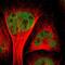 CCAAT Enhancer Binding Protein Gamma antibody, NBP1-89742, Novus Biologicals, Immunocytochemistry image 